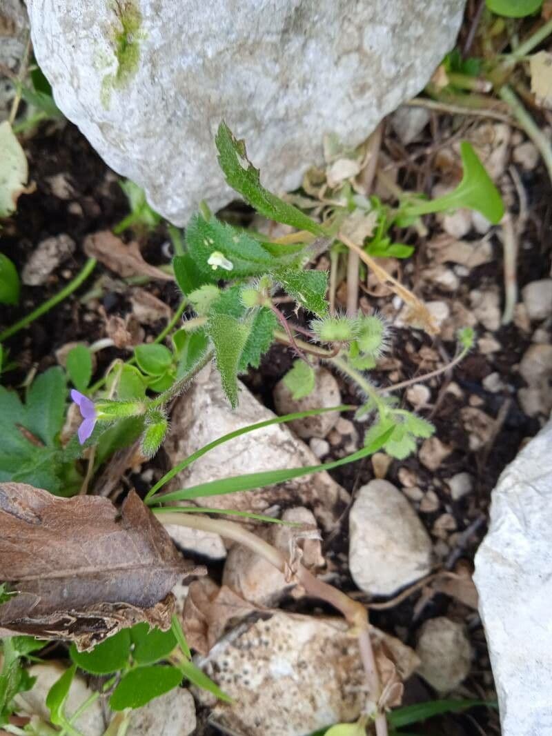 Arabide primaverile