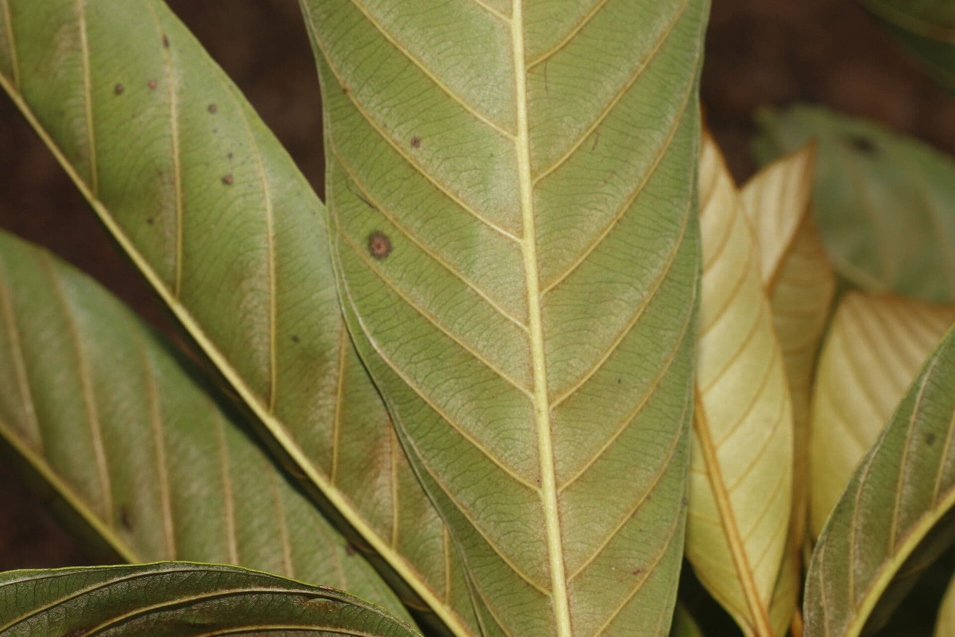 Chrysophyllum 12