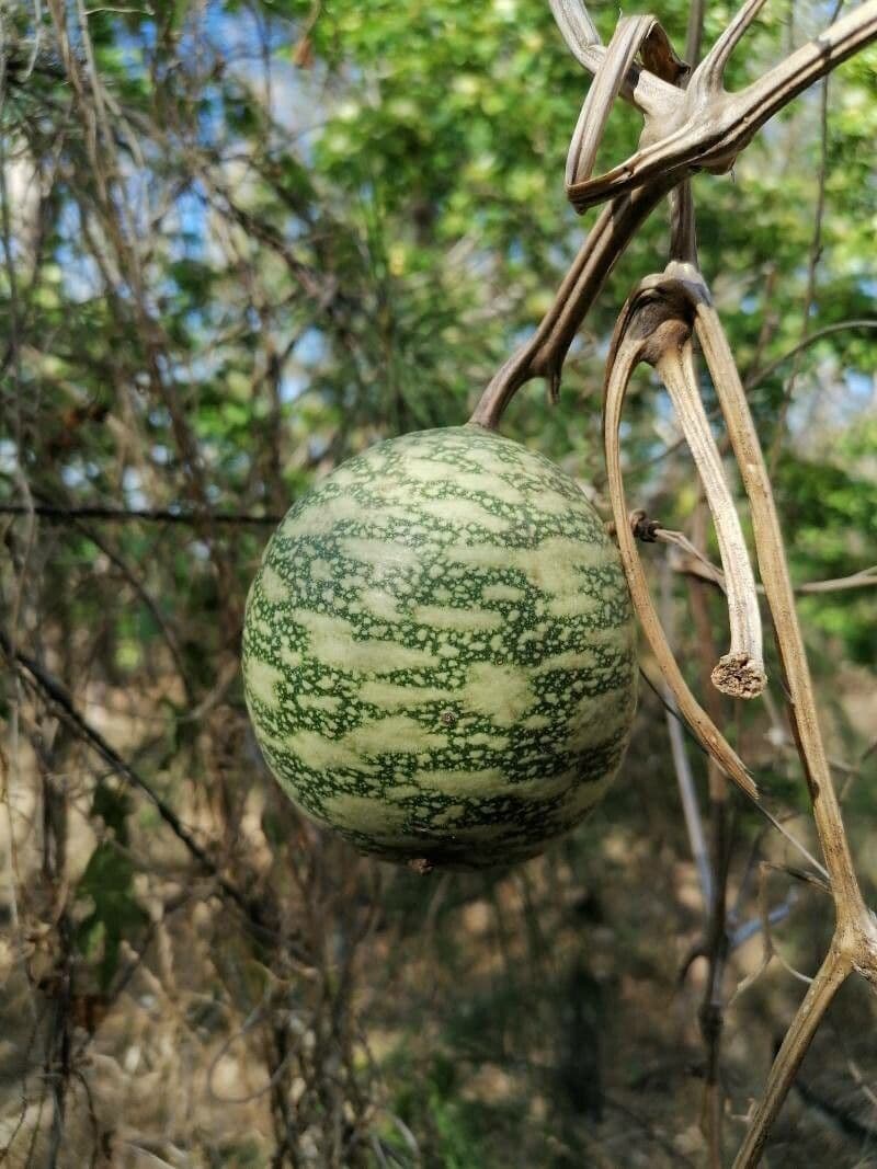 Zucca selvatica 2