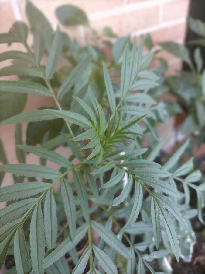 Tagetes minuta 16