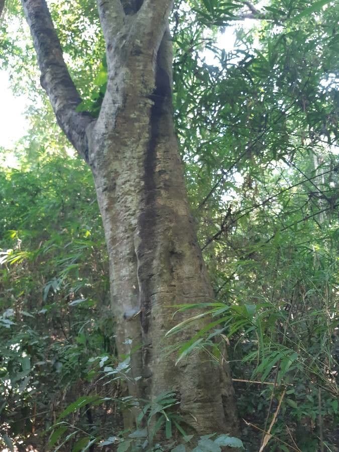 Strychninetree 17