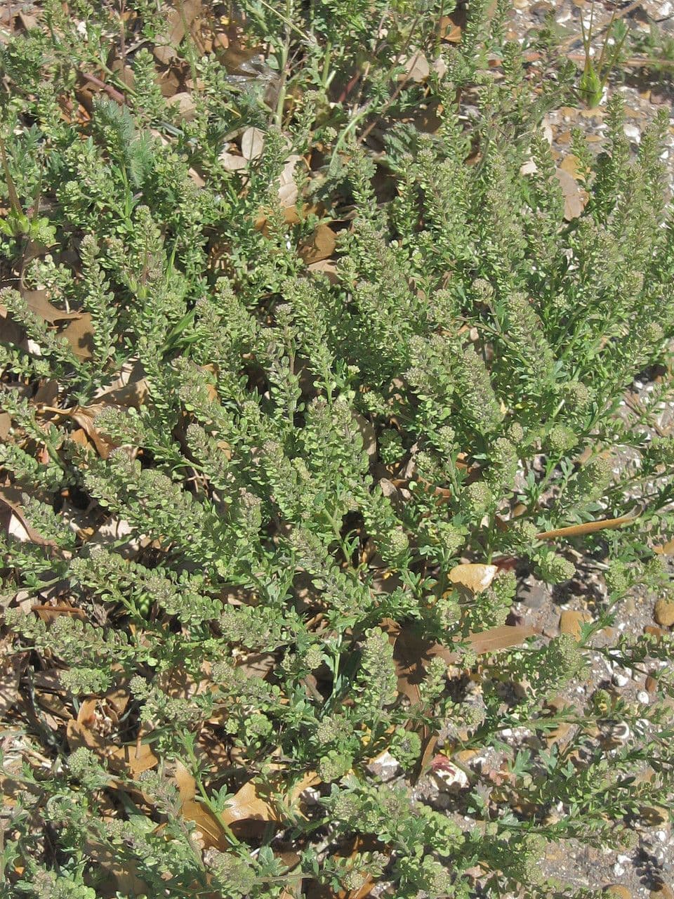 Lepidium oblongum