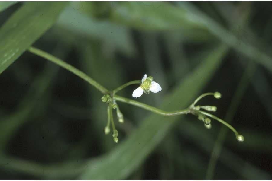 Alisma subcordatum 4
