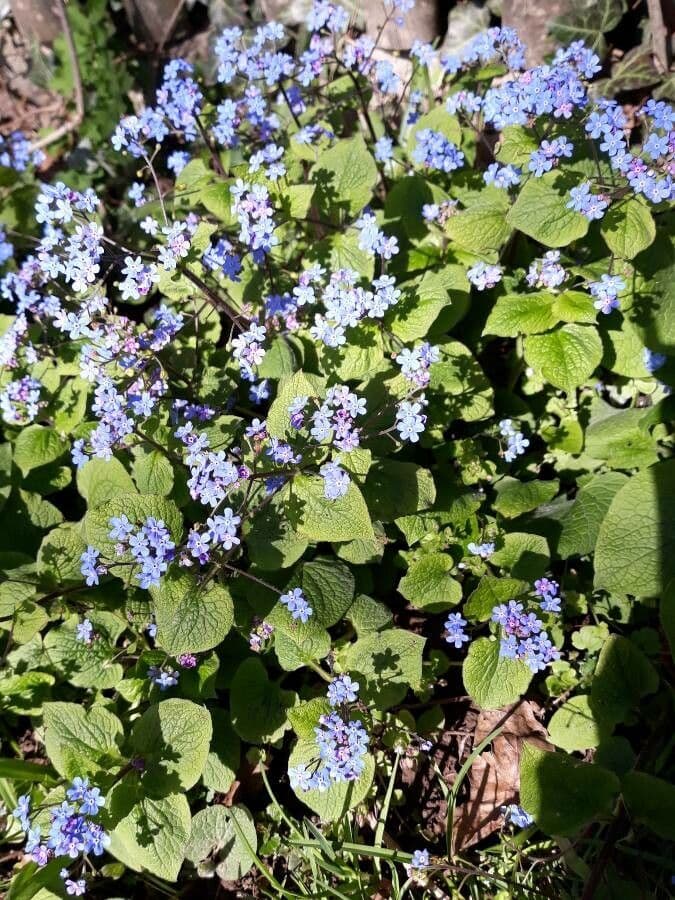 Brunnera macrophylla 28
