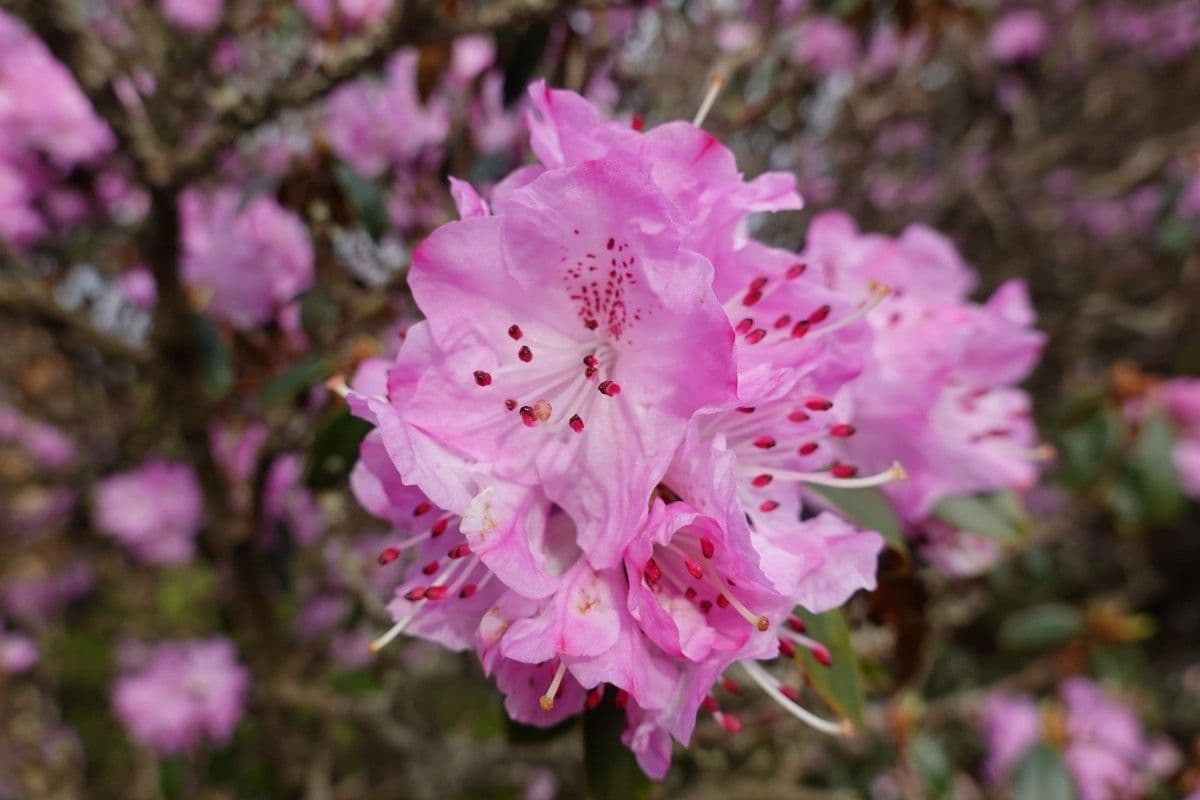 Rododendron rezavý 2
