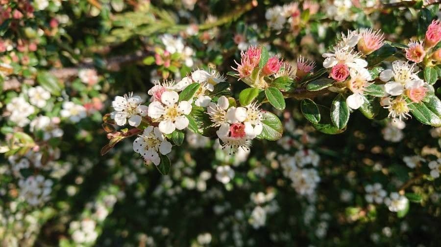 Cotoneaster di Dammer 29