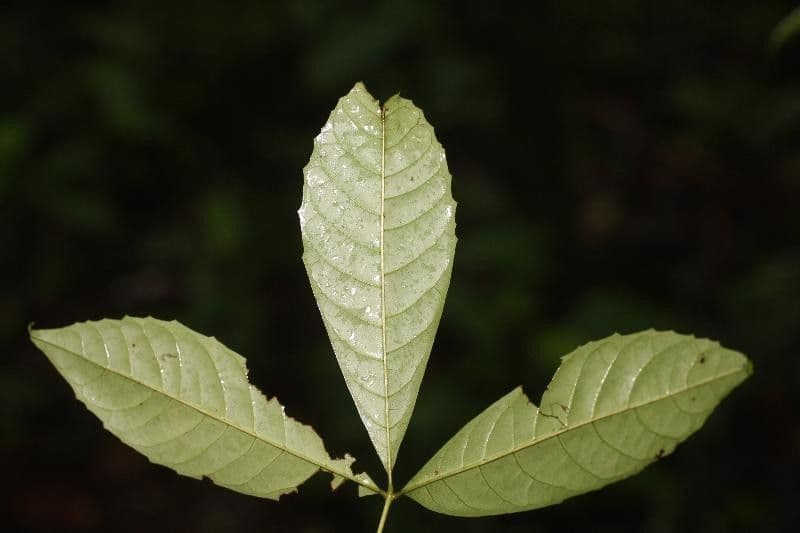 Vitex 4
