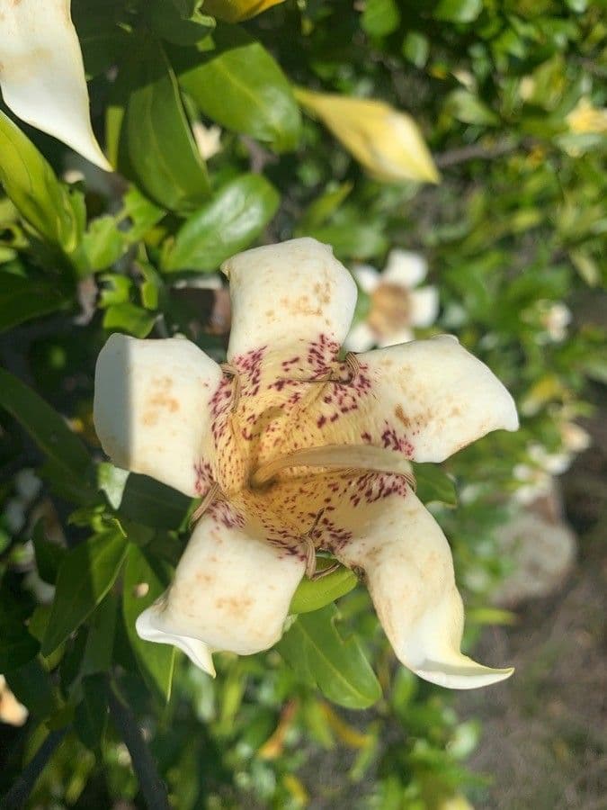 Gardenia del Capo 10