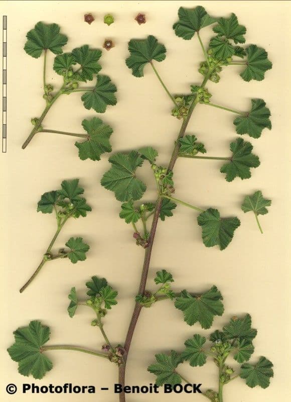 Malva minore 27