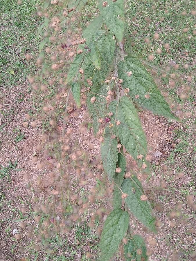Sidastrum paniculatum 5