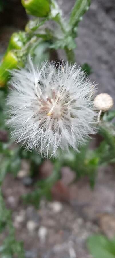 Senecione comune 4