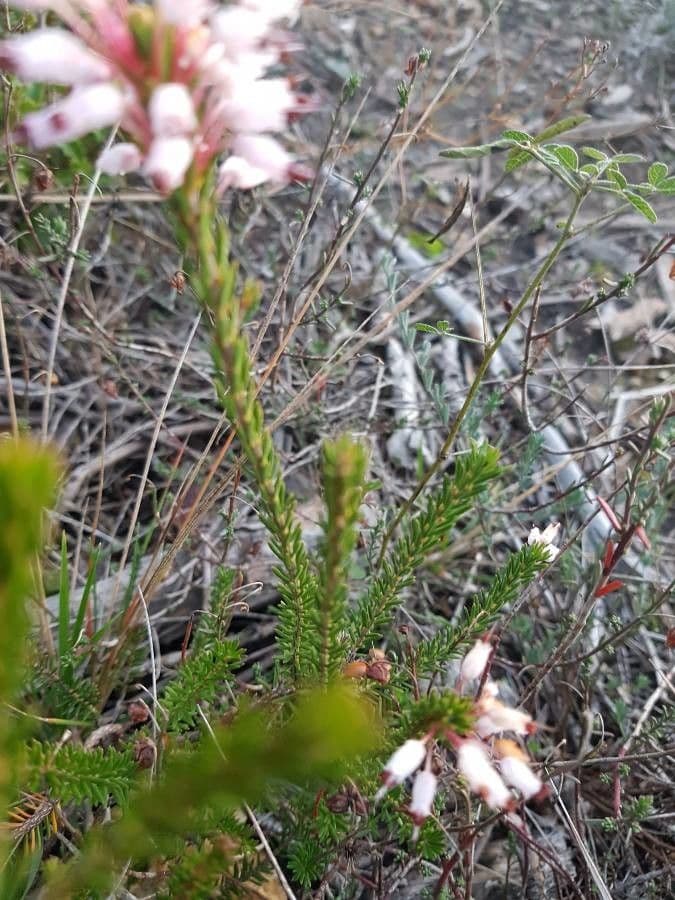 Erica multiflora 19