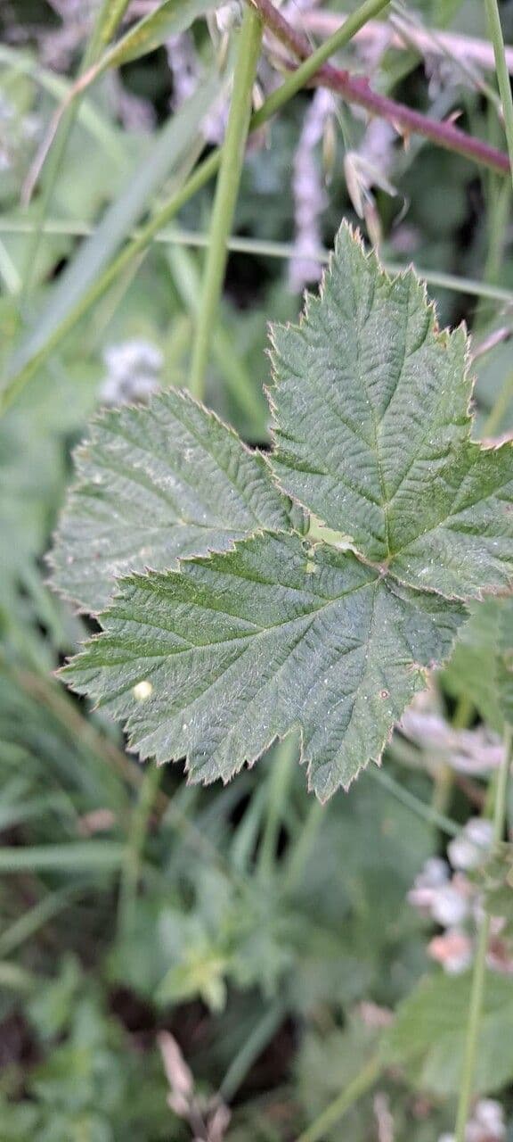 Rubus wahlbergii 5
