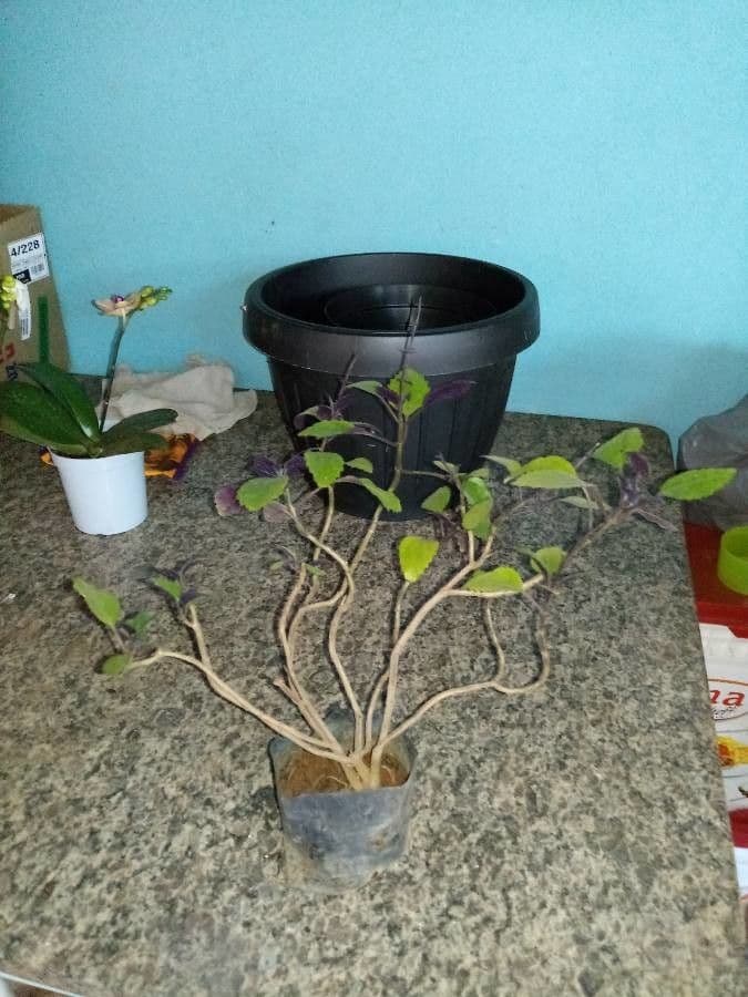 Plectranthus 11