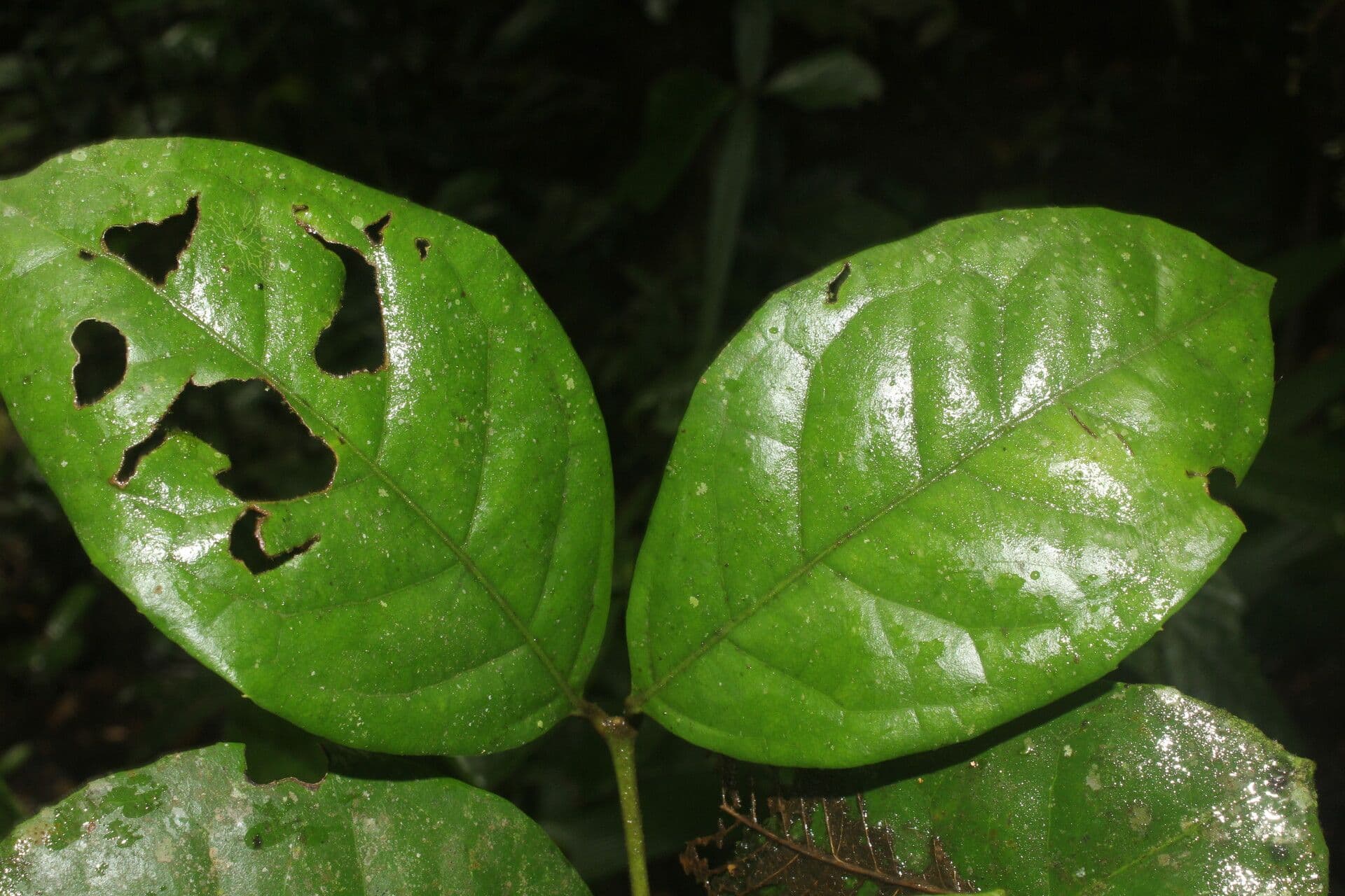 Mollinedia 13