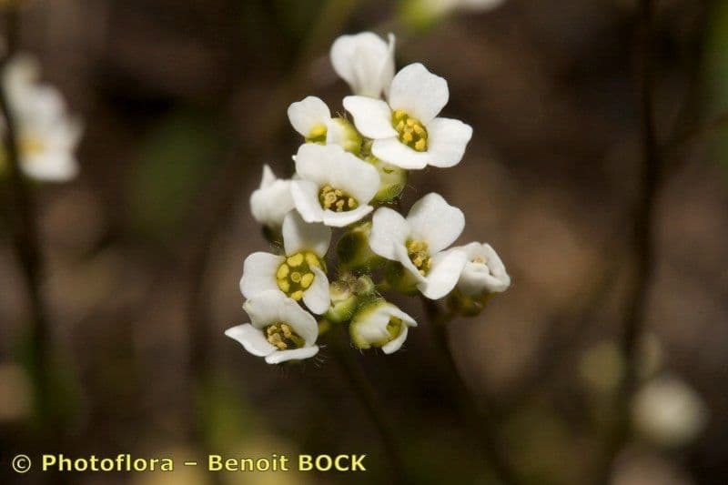 Draba 6