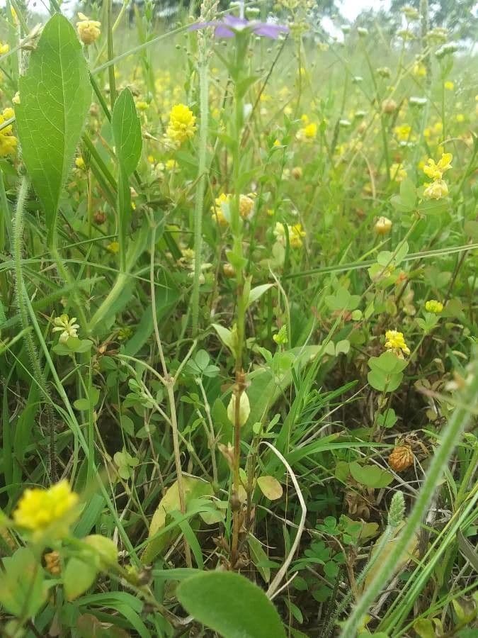 Triodanis przerosła 21