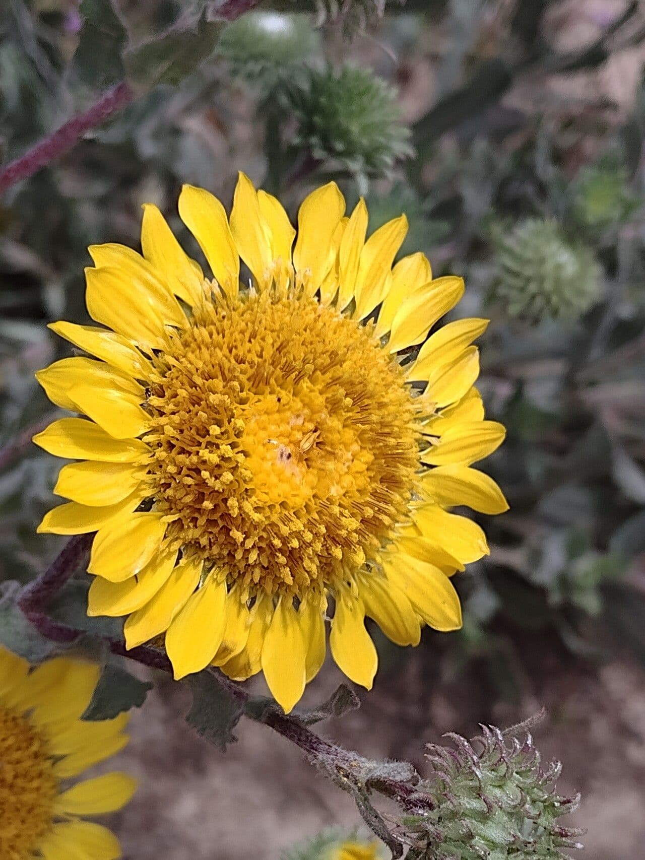Grindelia 5