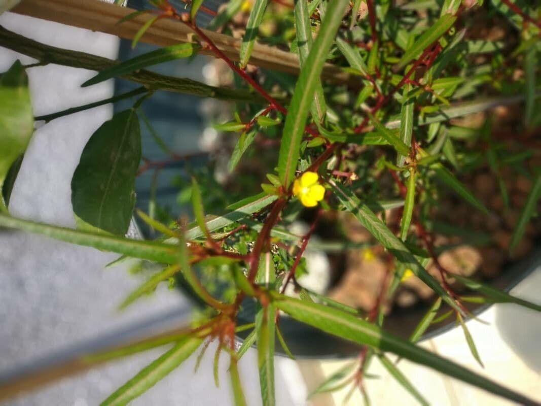 Ludwigia 3