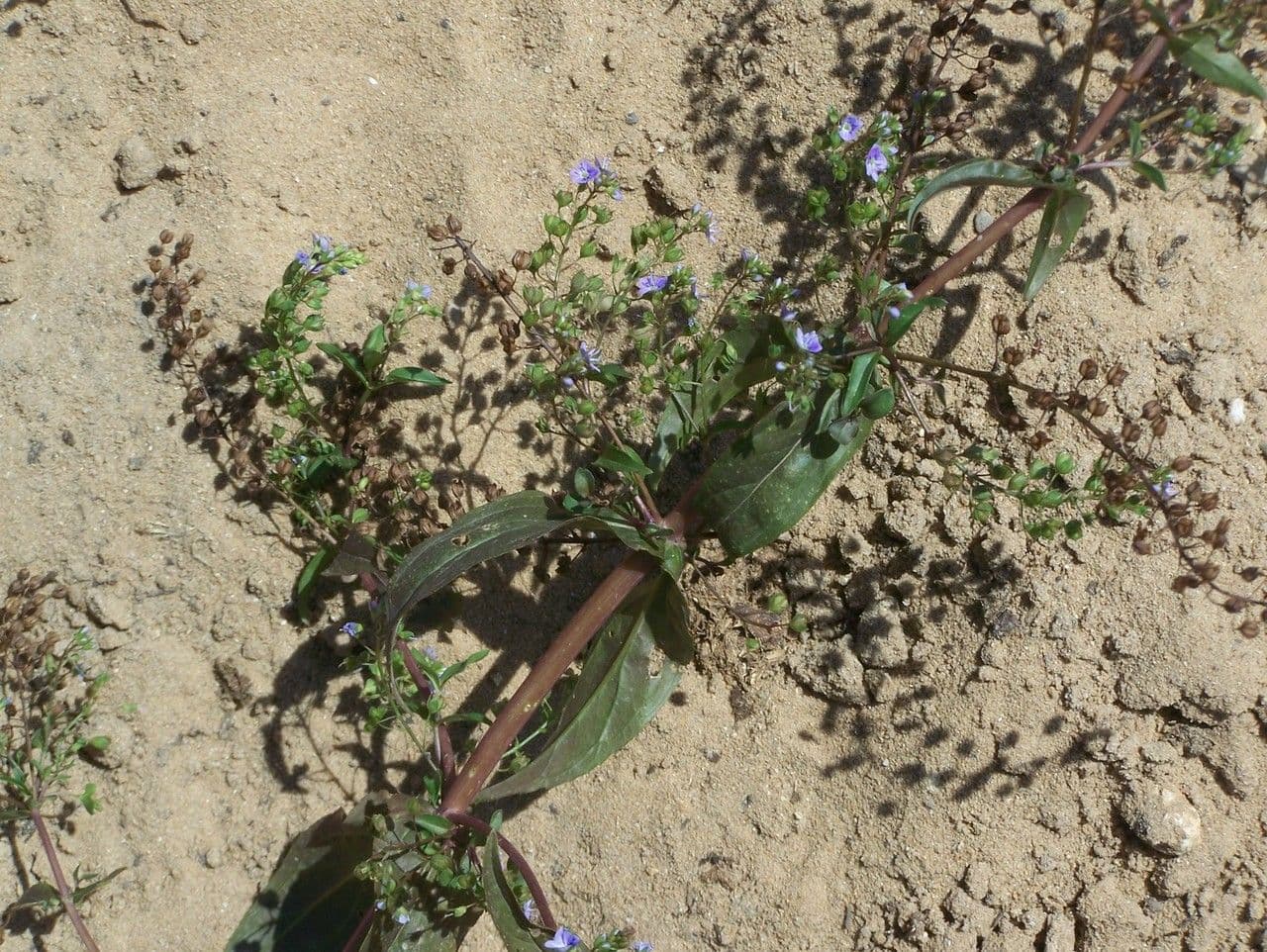 Veronica acquatica 11