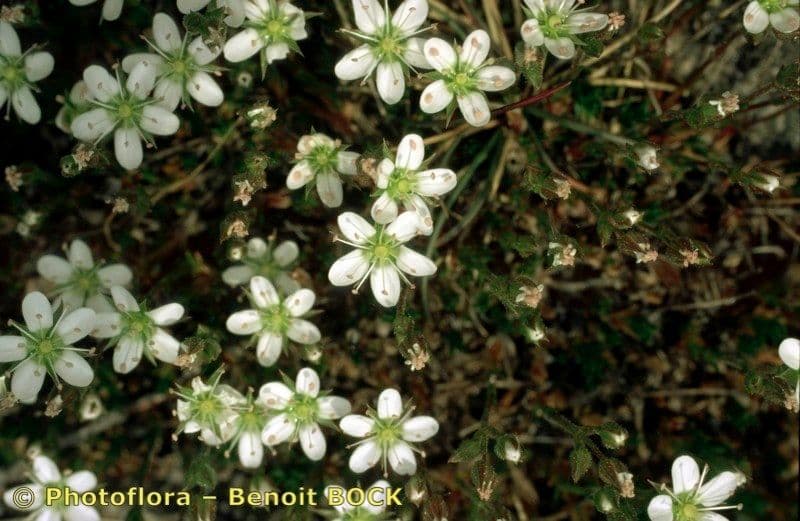 Minuartia recurva 20
