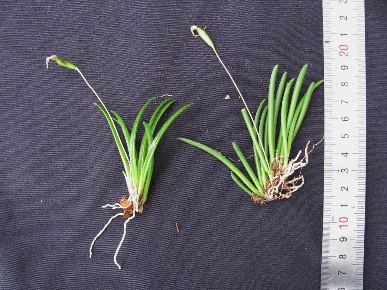 Barbosella 5