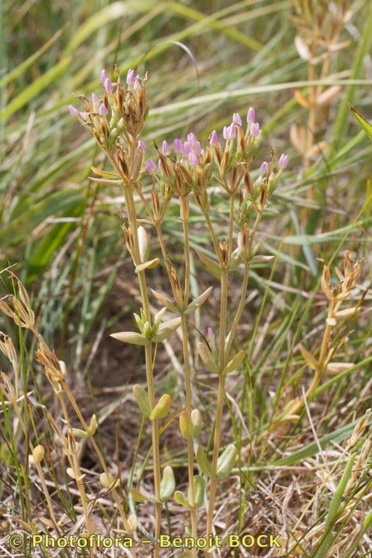 Centaurella tenuiflora 7