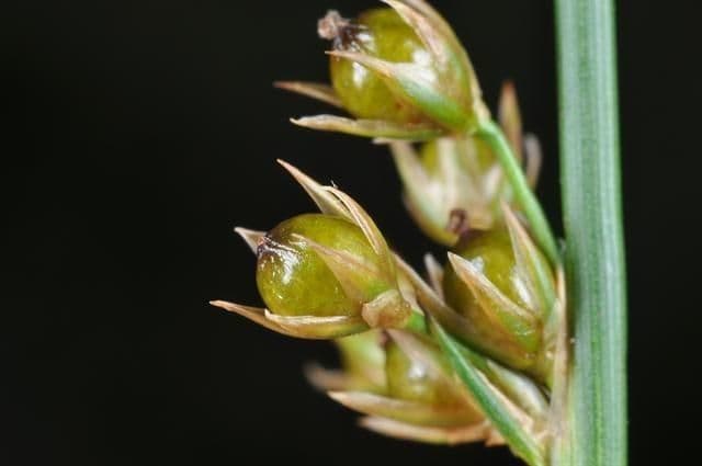 Giunco filiforme