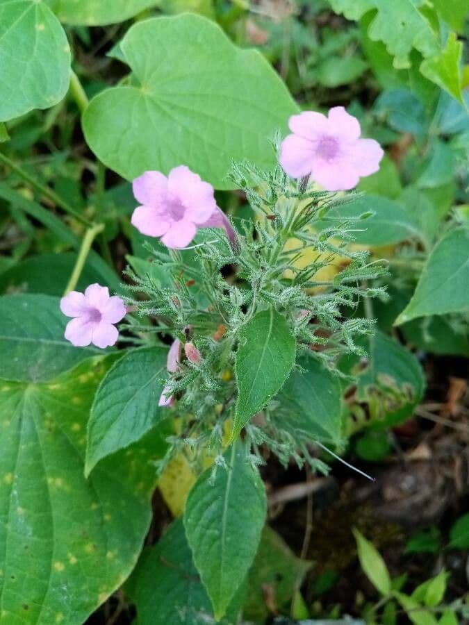 Ruellia 5