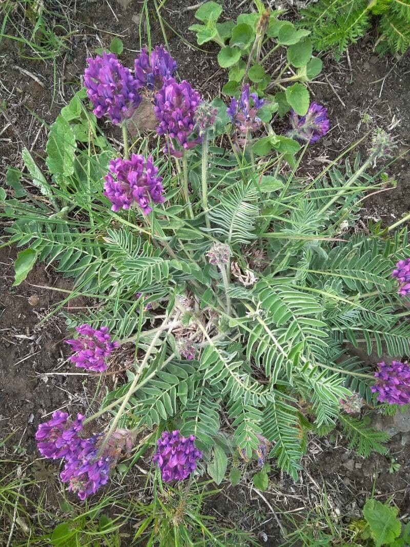 Oxytropis 6