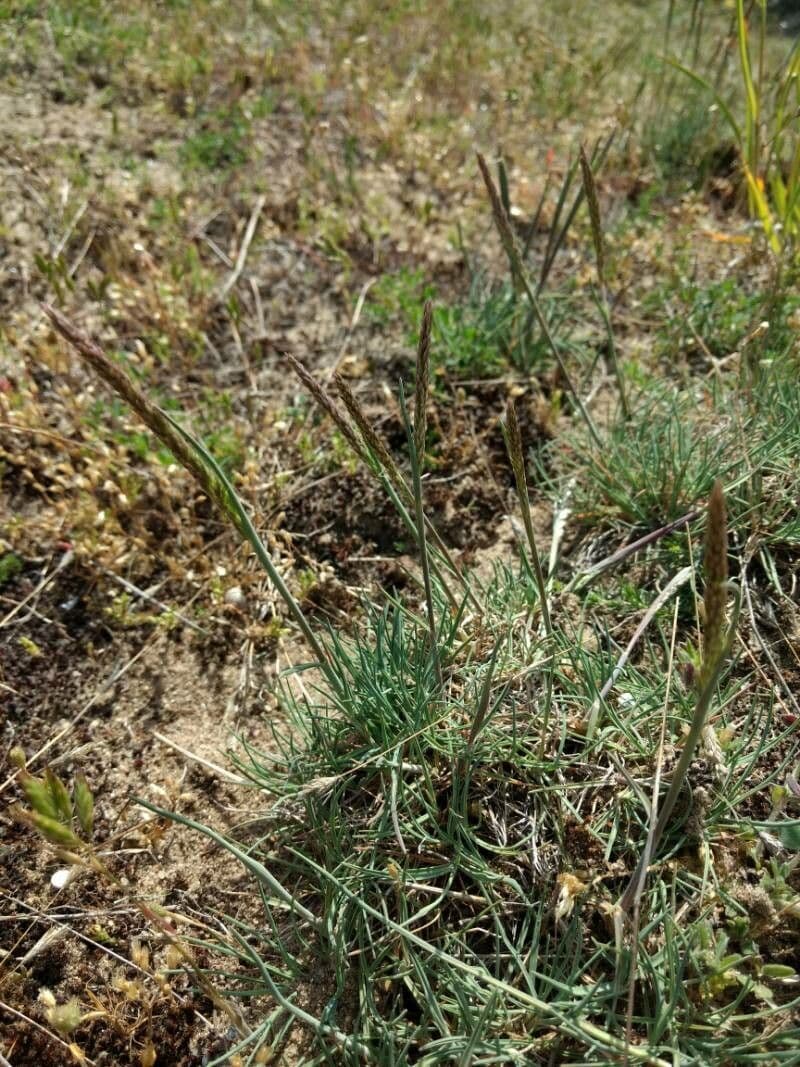 Koeleria glauca 5