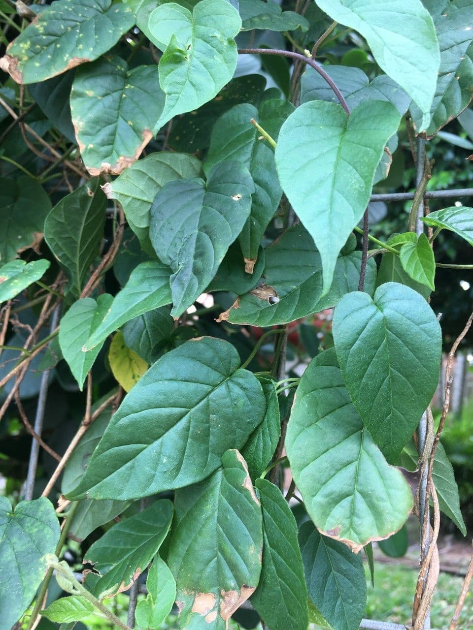 Jacquemontia pentanthos 14