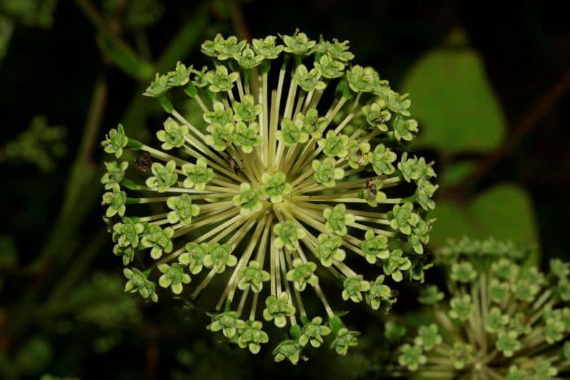 Myodocarpus