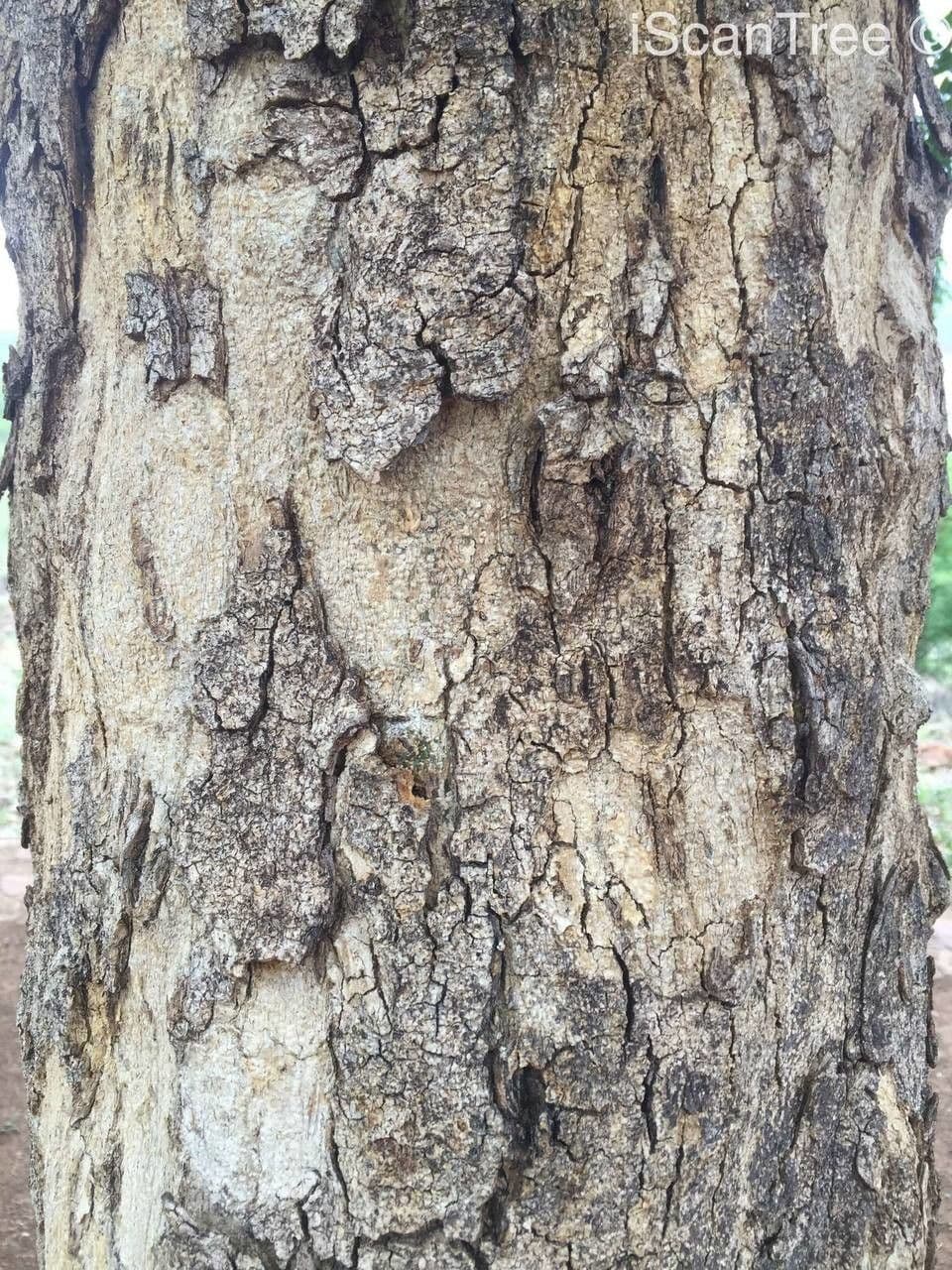 Xanthocercis 14