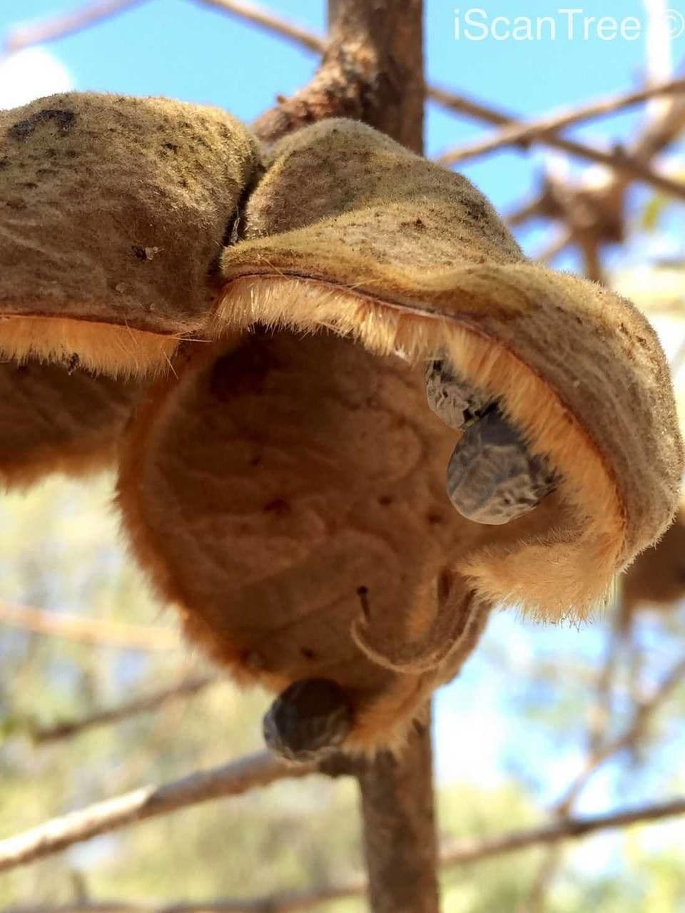 Sterculia 2