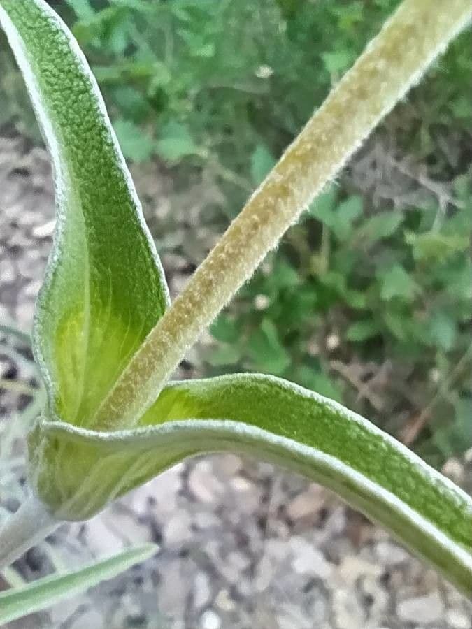 Mechera 17