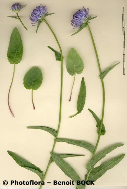 Raponchigo 26
