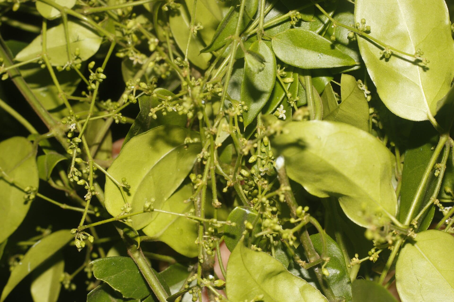 Tassadia 9