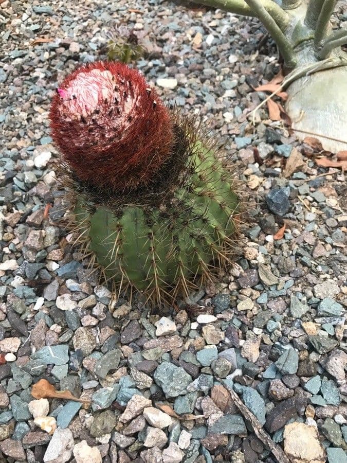 Melocactus 16
