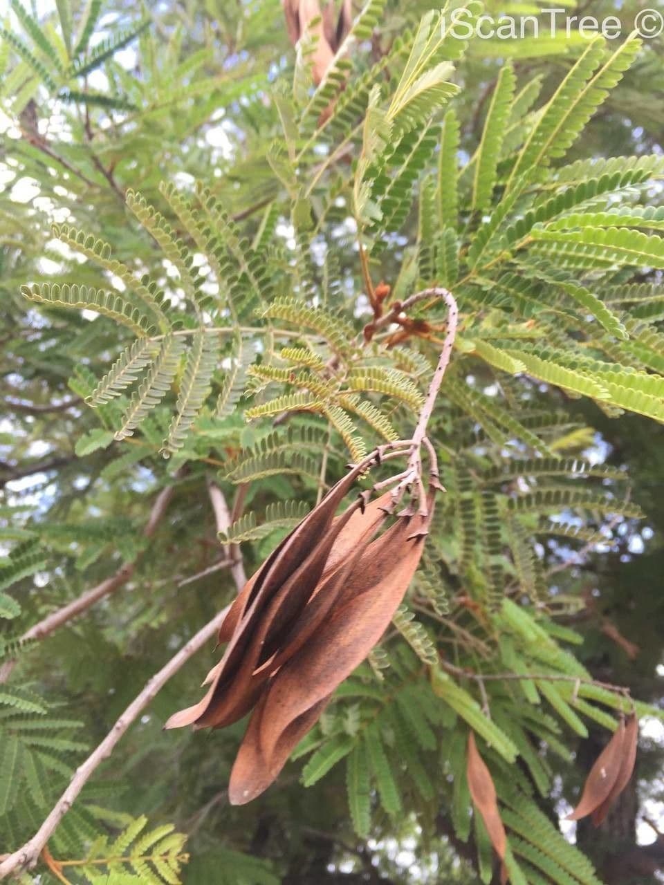 Peltophorum africano 4