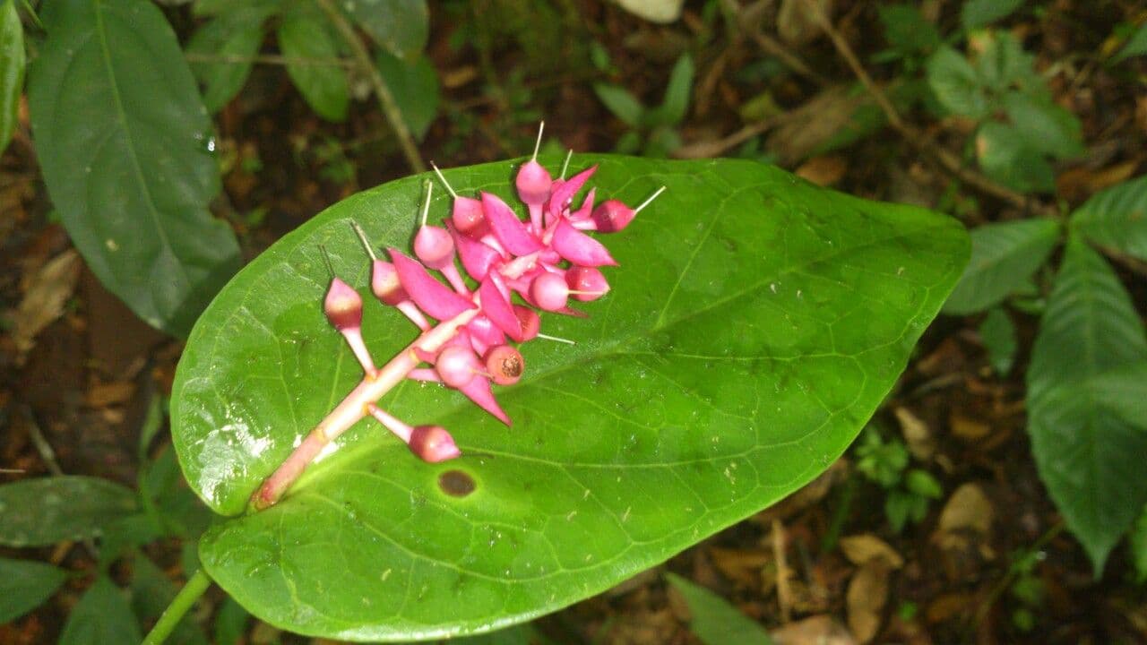 Cavendishia 3