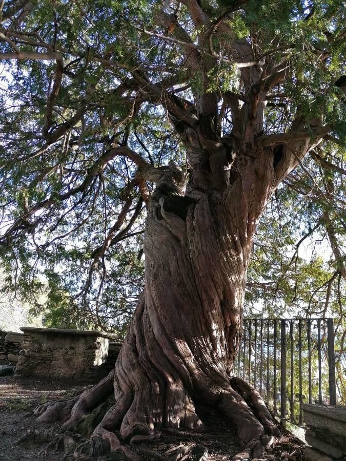 Blauer Eukalyptus 24