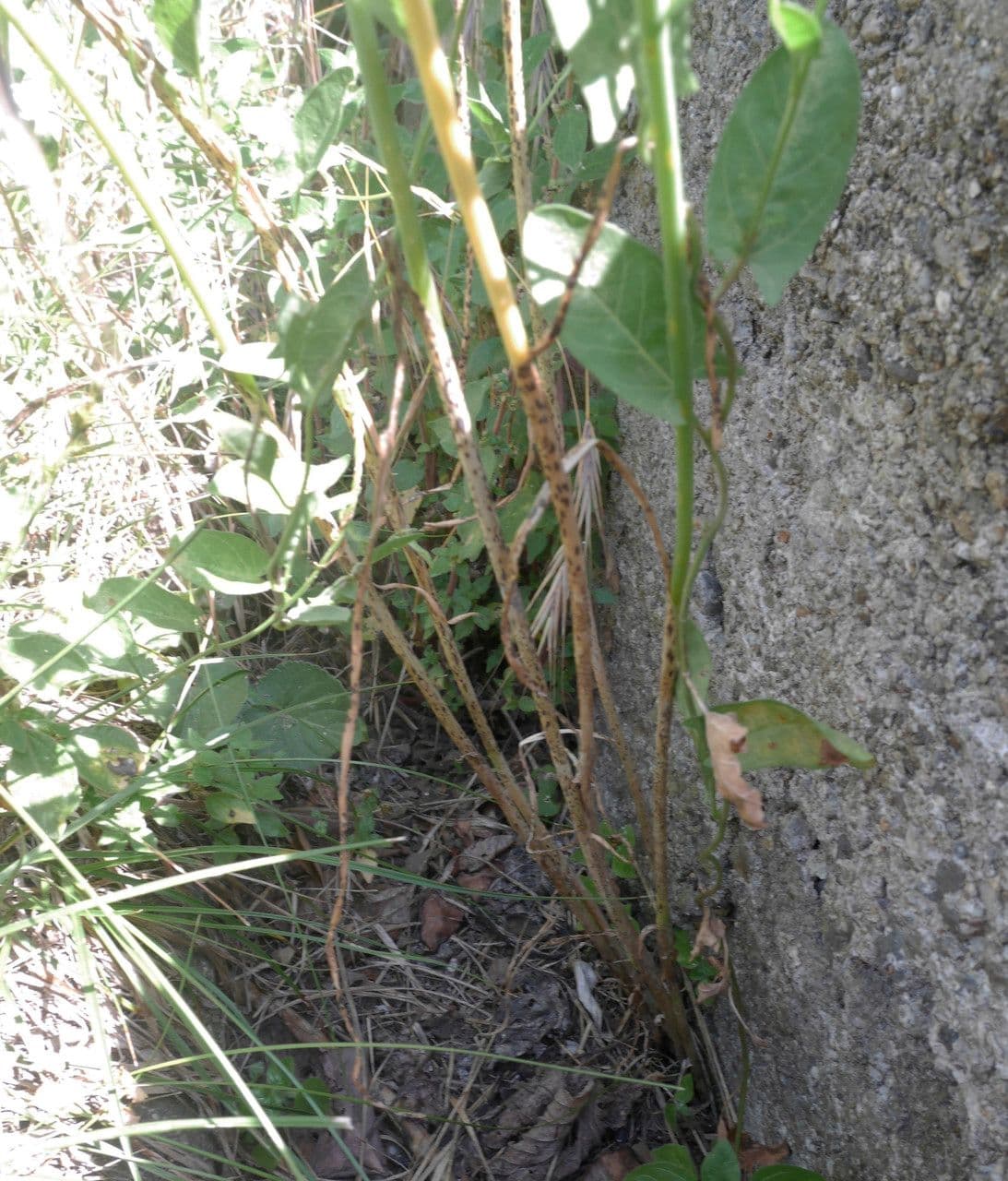 Aglio paniculato 13