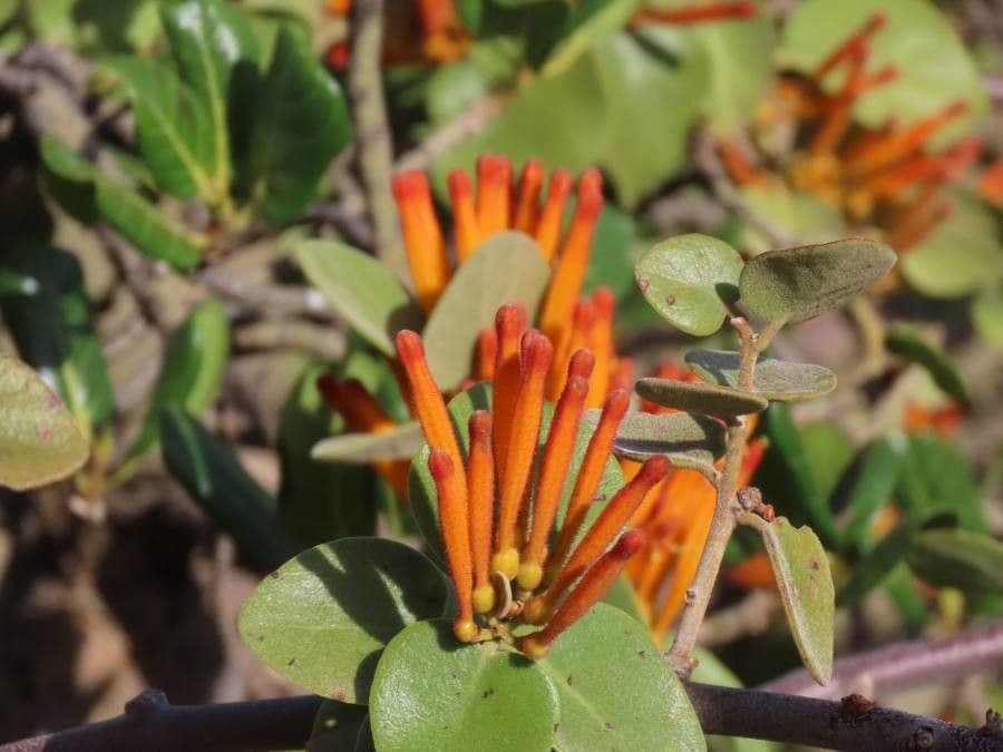 Phragmanthera 2