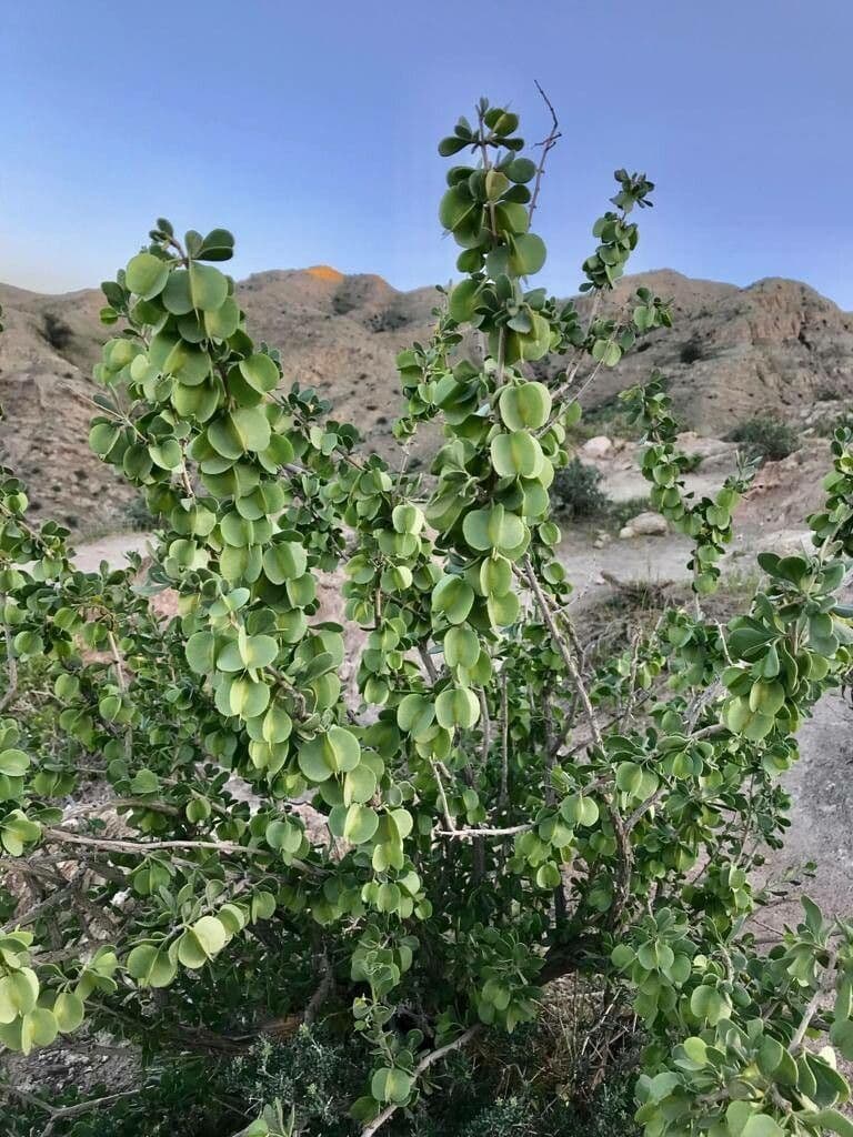 Zygophyllum