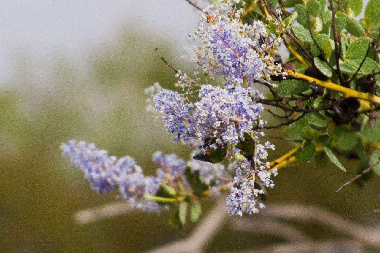 Ceanothus 3
