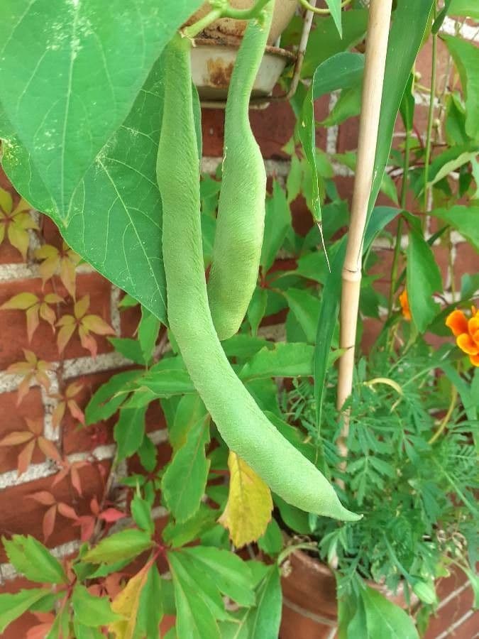 Runner bean 2