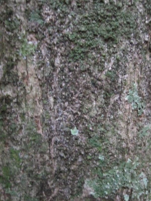 Hervorragende Pouteria 6