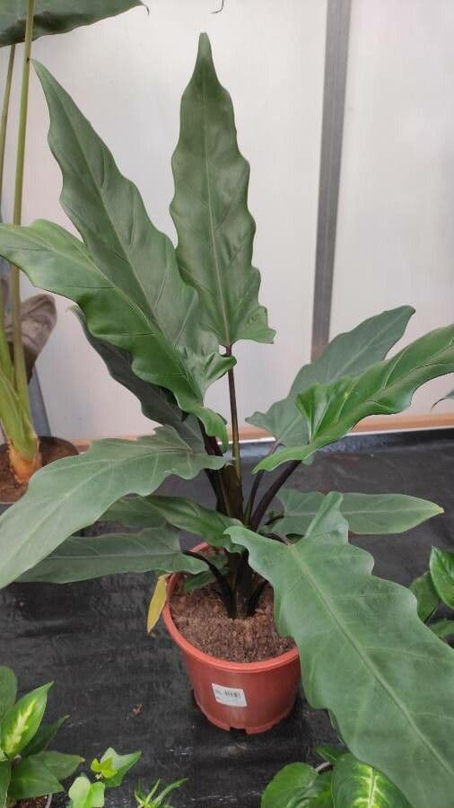 Monstera Lauterbacha