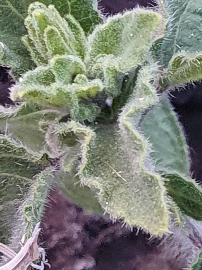 Ruellia bignoniowata 8